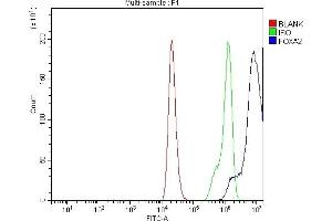 Flow Cytometry analysis of 293T cells using anti-FOXA2 antibody (ABIN7600003). (FOXA2 antibody  (AA 139-446))