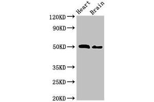 VPS4B antibody  (AA 1-117)