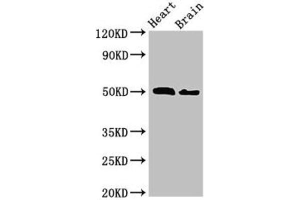 VPS4B antibody  (AA 1-117)