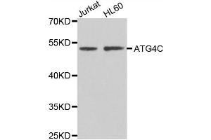 Western blot analysis of extracts of Jurkat and HL60 cell lines, using ATG4C antibody. (ATG4C antibody)