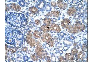 Image no. 1 for anti-Argininosuccinate Synthase 1 (ASS1) (C-Term) antibody (ABIN320630) (ASS1 antibody  (C-Term))