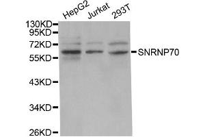 Western Blotting (WB) image for anti-Small Nuclear Ribonucleoprotein 70kDa (U1) (SNRNP70) antibody (ABIN1877092)