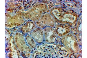 ABIN2561488 (2µg/ml) staining of paraffin embedded Human Kidney. (MYB antibody  (AA 281-294))
