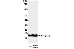 Western Blotting (WB) image for anti-Myoglobin (MB) antibody (ABIN7795605)