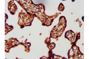 IHC image of ABIN7158336 diluted at 1:300 and staining in paraffin-embedded human placenta tissue performed on a Leica BondTM system. (LMCD1 antibody  (AA 105-268))