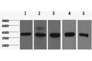 Western Blot analysis of 1) 293T, 2) Hela, 3) HepG2, 4) Mouse brain with eIF4A1 Monoclonal Antibody. (EIF4A1 antibody)
