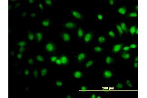 Immunofluorescence (IF) image for anti-Transcription Elongation Factor B (SIII), Polypeptide 3 (110kDa, Elongin A) (TCEB3) (AA 81-190) antibody (ABIN520752)