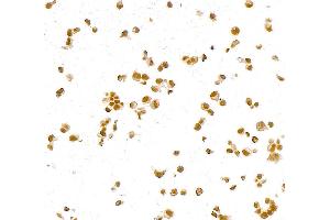 Immunocytochemistry (ICC) image for anti-Paired Box 8 (PAX8) (AA 225-275) antibody (ABIN7795777) (Recombinant PAX8 antibody  (AA 225-275))