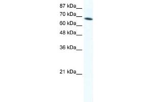 WB Suggested Anti-DDX1 Antibody Titration:  1.