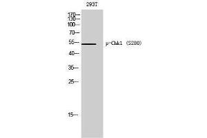 Western Blotting (WB) image for anti-Checkpoint Kinase 1 (CHEK1) (pSer280) antibody (ABIN3181960) (CHEK1 antibody  (pSer280))