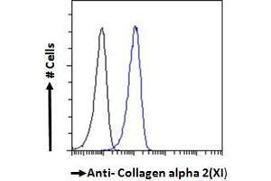 ABIN185560 Flow cytometric analysis of paraformaldehyde fixed A431 cells (blue line), permeabilized with 0. (COL11A2 antibody  (Internal Region))