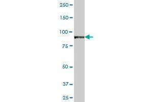 VAC14 antibody  (AA 1-782)