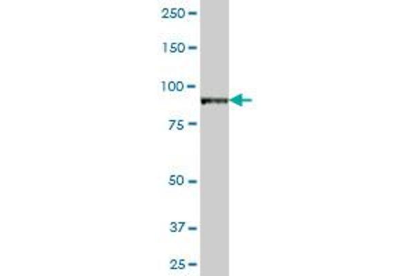 VAC14 antibody  (AA 1-782)