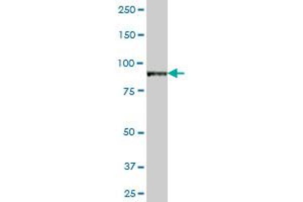 VAC14 antibody  (AA 1-782)