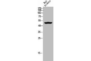 Western Blot analysis of RAT-kidney cells using GDF-6 Polyclonal Antibody (GDF6 antibody  (Internal Region))
