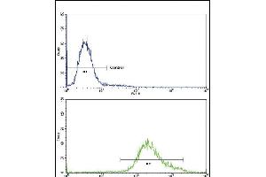 Flow cytometric analysis of K562 cells using Klotho Antibody (C-term)(bottom histogram) compared to a negative control cell (top histogram)FITC-conjugated goat-anti-rabbit secondary antibodies were used for the analysis. (Klotho antibody  (C-Term))