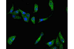 Immunofluorescent analysis of Hela cells using ABIN7156613 at dilution of 1:100 and Alexa Fluor 488-congugated AffiniPure Goat Anti-Rabbit IgG(H+L) (Interferon, lambda 4 (Gene/pseudogene) (IFNL4) (AA 34-76) antibody)