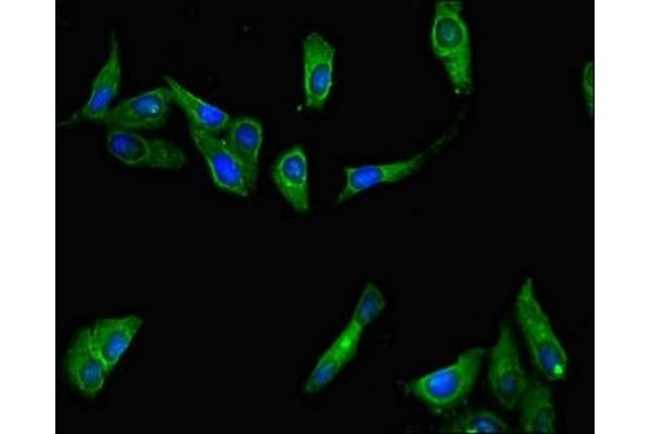 Interferon, lambda 4 (Gene/pseudogene) (IFNL4) (AA 34-76) antibody
