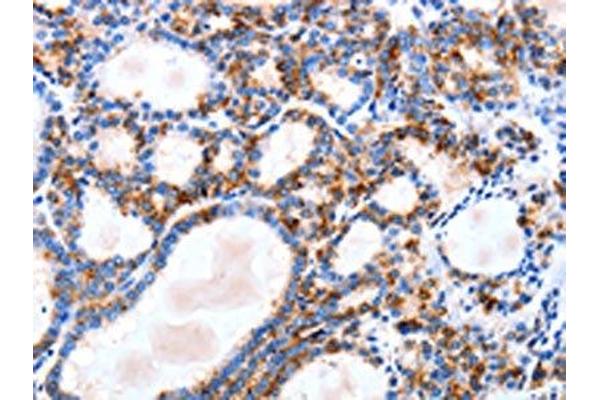 IGSF6 antibody