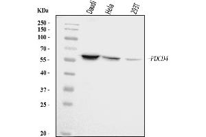 Western blot analysis of PDCD4 using anti-PDCD4 antibody (ABIN5518943).