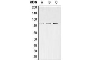 Western blot analysis of SV2C expression in SKNSH (A), Neuro2A (B), PC12 (C) whole cell lysates. (SV2C antibody  (Center))