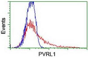 Image no. 2 for anti-Poliovirus Receptor-Related 1 (Herpesvirus Entry Mediator C) (PVRL1) antibody (ABIN1499676)