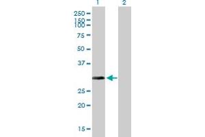 Western Blot analysis of ARD1A expression in transfected 293T cell line by ARD1A MaxPab polyclonal antibody. (NAA10 antibody  (AA 1-235))