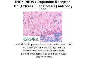 Image no. 1 for anti-Dopamine Receptor D5 (DRD5) (3rd Extracellular Domain) antibody (ABIN1733788) (DRD5 antibody  (3rd Extracellular Domain))