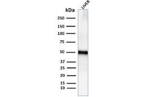 Western Blot Analysis for human Liver tissue lysate using Adipophilin Recombinant Rabbit Monoclonal Antibody (ADFP/2755R). (Recombinant ADRP antibody  (AA 249-376))