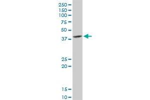 DNAJB6 MaxPab rabbit polyclonal antibody. (DNAJB6 antibody  (AA 1-326))