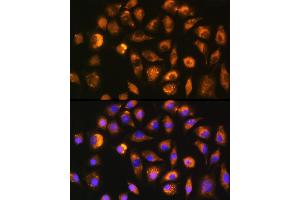 Immunofluorescence analysis of L929 cells using FGF2 Rabbit pAb (ABIN3020744, ABIN3020745, ABIN3020746 and ABIN6213702) at dilution of 1:100 (40x lens). (FGF2 antibody  (AA 143-288))