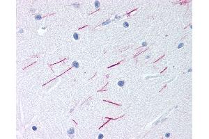Anti-GPR68 antibody IHC of human brain, cerebellum. (GPR68 antibody  (Cytoplasmic Domain))
