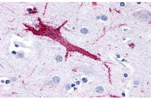 Anti-GPR116 antibody  ABIN1048694 IHC staining of human brain, neuron.
