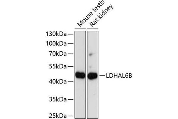 LDHAL6B Antikörper  (AA 1-80)