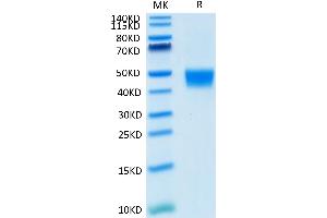 SDS-PAGE (SDS) image for Mesothelin (MSLN) (AA 298-600) protein (His tag,Biotin) (ABIN7275290)