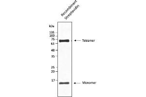 Western Blotting (WB) image for anti-Streptavidin (C-Term) antibody (ABIN7273106) (Streptavidin antibody  (C-Term))