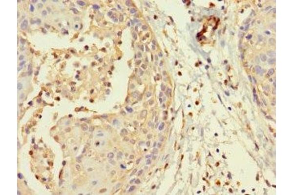 MORC1 antibody  (AA 683-984)