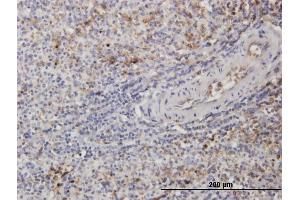 Immunoperoxidase of monoclonal antibody to TUBB2A on formalin-fixed paraffin-embedded human spleen. (TUBB2A antibody  (AA 1-445))