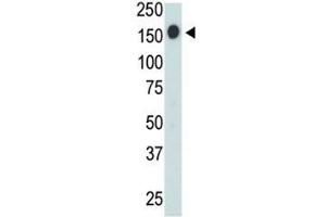 Western Blotting (WB) image for anti-Protein tyrosine Phosphatase, Receptor Type, C (PTPRC) (AA 1245-1275) antibody (ABIN3032401)