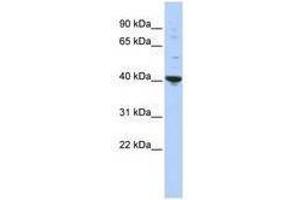 Image no. 1 for anti-Purine-Rich Element Binding Protein A (PURA) (AA 35-84) antibody (ABIN6740553) (PURA antibody  (AA 35-84))