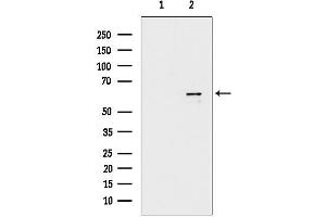 anti-Polymerase (DNA Directed), lambda (POLL) (C-Term) antibody