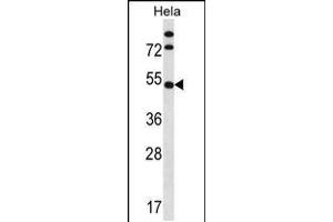 Western blot analysis in Hela cell line lysates (35ug/lane). (IP6K1 antibody  (N-Term))