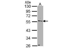 WB Image Sample (30 ug of whole cell lysate) A: H1299 10% SDS PAGE antibody diluted at 1:1000 (NUP50 antibody  (C-Term))