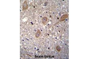 BRTC1 Antibody (N-term) immunohistochemistry analysis in formalin fixed and paraffin embedded human brain tissue followed by peroxidase conjugation of the secondary antibody and DAB staining.