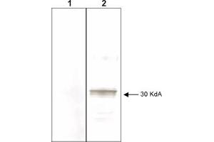 Mab anti-Human LEFTY antibody (clone 7C5G1H6H10) is shown to detect by western blot partially purified recombinant 6X His tagged human LEFTY. (LEFTY2 antibody)