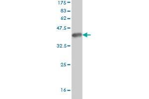 Western Blot detection against Immunogen (36. (RNF103 antibody  (AA 501-599))
