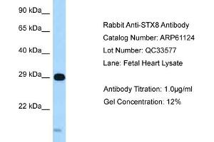 Western Blotting (WB) image for anti-Syntaxin 8 (STX8) (C-Term) antibody (ABIN971817) (STX8 antibody  (C-Term))