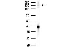 anti-Nuclear Factor of Activated T-Cells, Cytoplasmic, Calcineurin-Dependent 3 (NFATC3) (N-Term) antibody