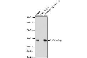 Immunoprecipitation analysis of 200 μg extracts of 293Ttransfected with GSK3B Protein cells using 3 μg Mouse anti DDDDK-Tag mAb antibody (ABIN3020558, ABIN3020559, ABIN3020560 and ABIN1512923). (DYKDDDDK Tag antibody)