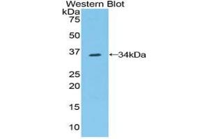 Western blot analysis of the recombinant protein. (Contactin 1 antibody  (AA 736-1003))